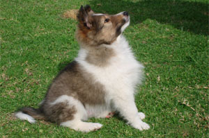 Rocky 2